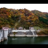 ダム湖の華