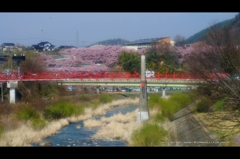 高遠桜景色1