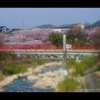 高遠桜景色1