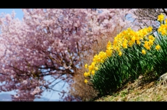 スイセンと桜2