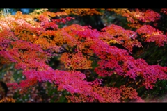 秋彩16