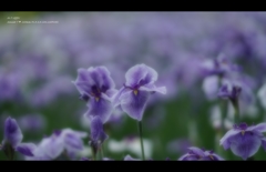 2013花菖蒲3