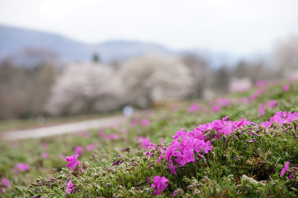 桜とさくら