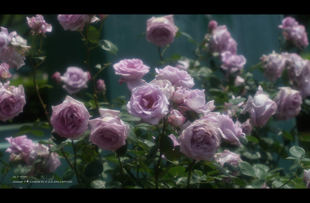 薔薇8
