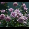 薔薇8