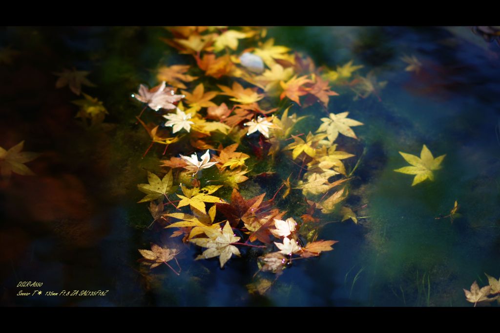 水中花