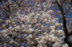 柳瀬川の桜1