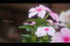 雨上がりⅡ