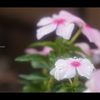 雨上がりⅡ