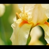 菖蒲