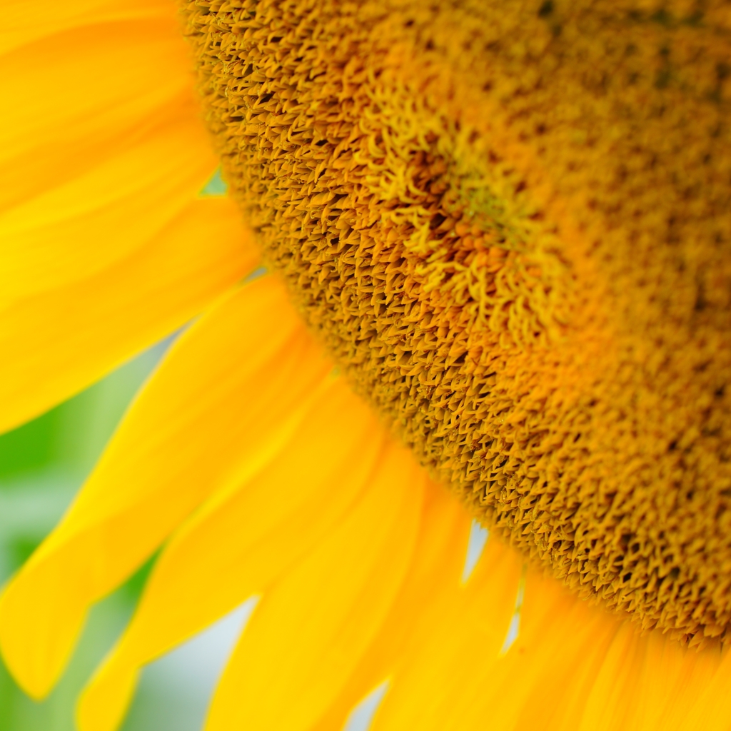夏の花