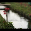 彼岸花1
