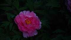 百花の王