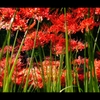曼珠沙華9