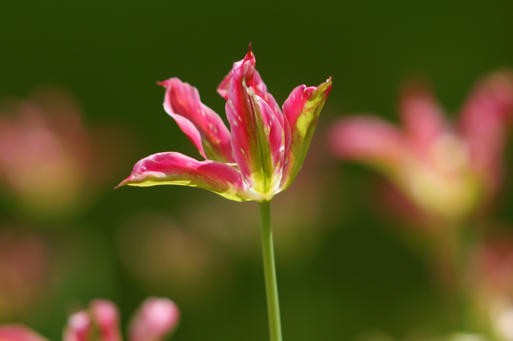 チューリップⅡ