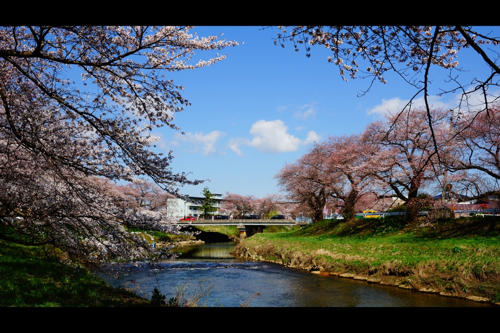 三分咲きの美