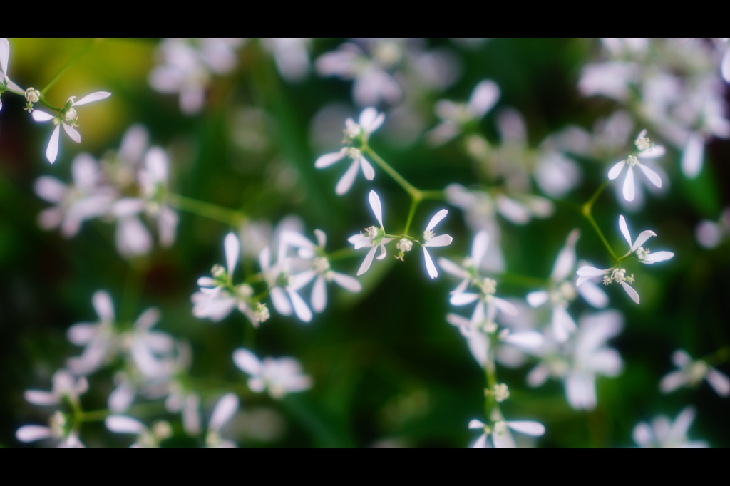 初夏の花8