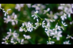 初夏の花8