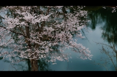 2016桜3