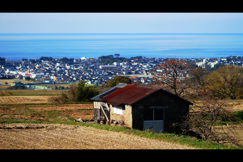 柿の木のある光景