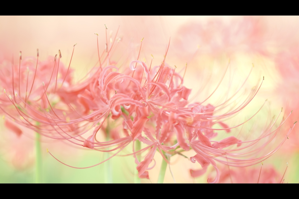 曼珠沙華2