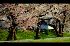 葉桜へ