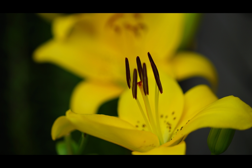 百合の花