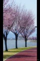 諏訪湖と桜1