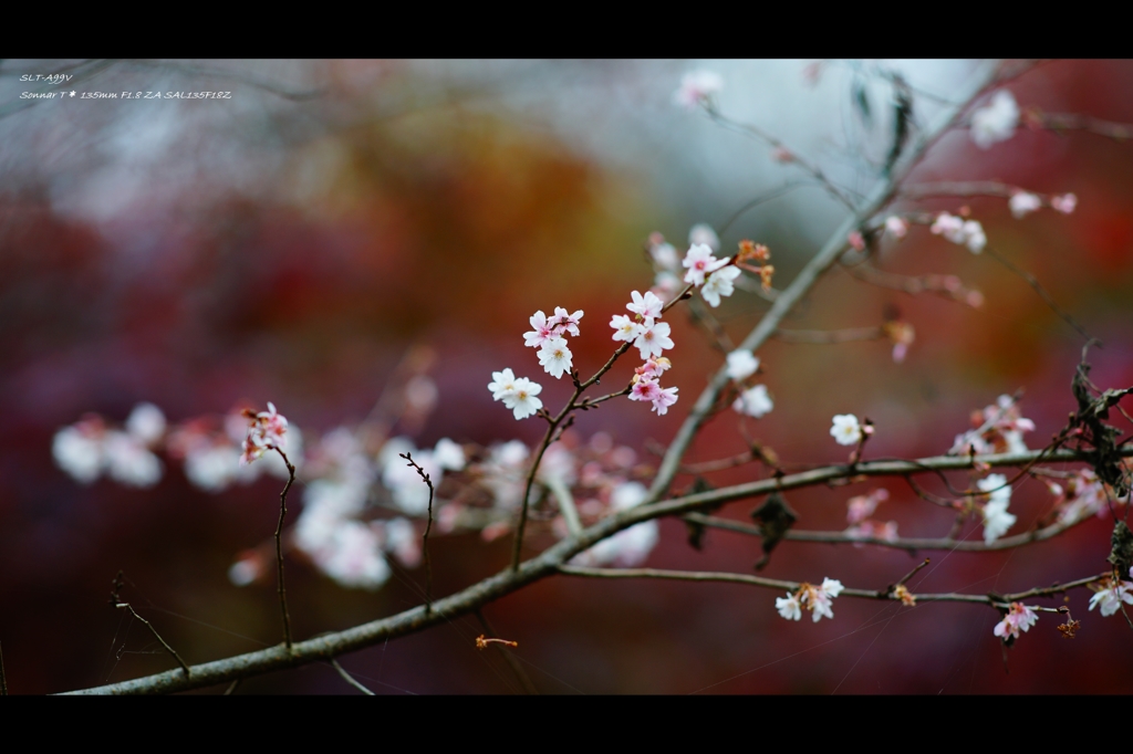 冬桜2