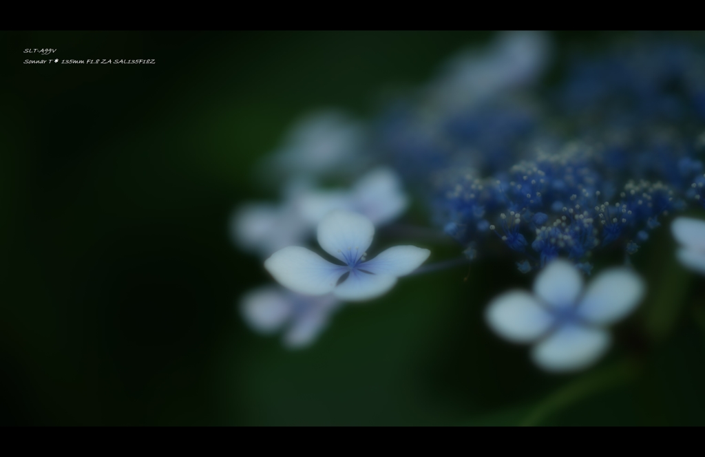 2013紫陽花14