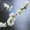 桜と一緒に咲いた梅