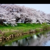 2024太平川桜2