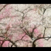 吉野梅郷（伐採前）1