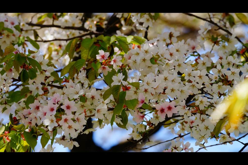 葉桜へ