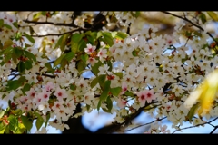 葉桜へ