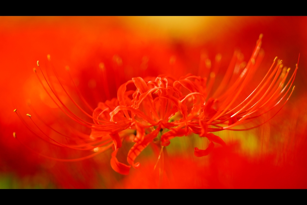 曼珠沙華1
