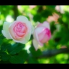 薔薇2