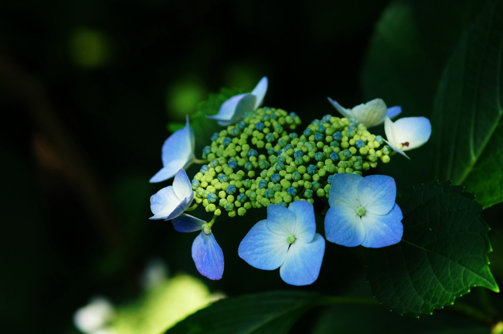 紫陽花