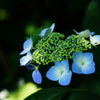 紫陽花