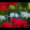 曼珠沙華8