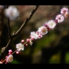 梅2