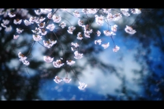 2017桜27