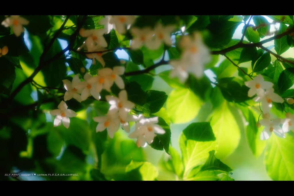 木陰の花