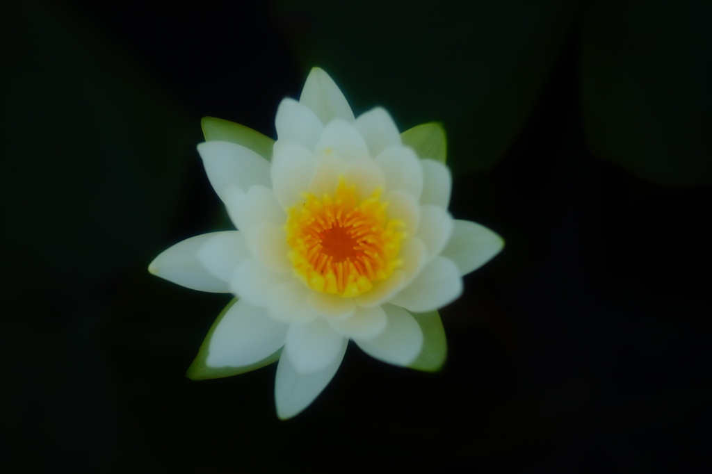 初夏の花11