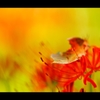 彼岸花に落ち葉