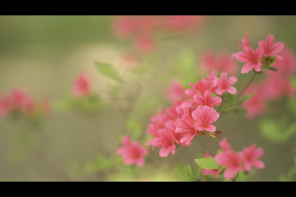 ツツジ3