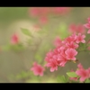 ツツジ3