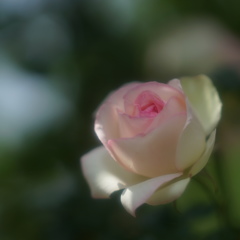 薔薇4