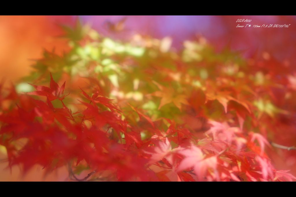 2012紅葉（5）