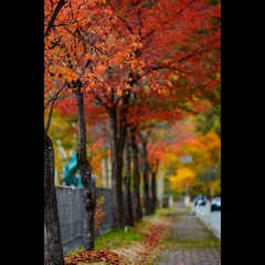 国道沿いの紅葉
